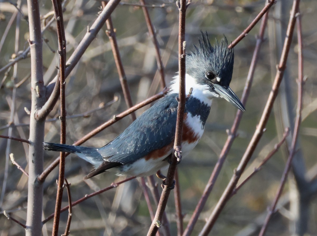 Belted Kingfisher - ML562887631