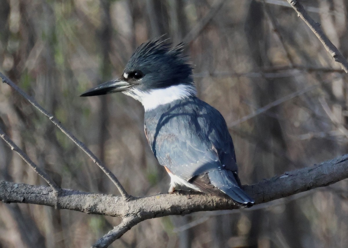 Belted Kingfisher - ML562887671