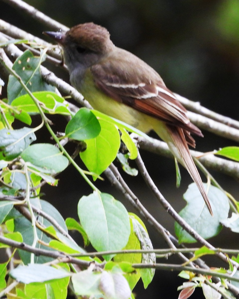 EBird Checklist 25 Apr 2023 Dauphin Island Goat Tree 21 Species