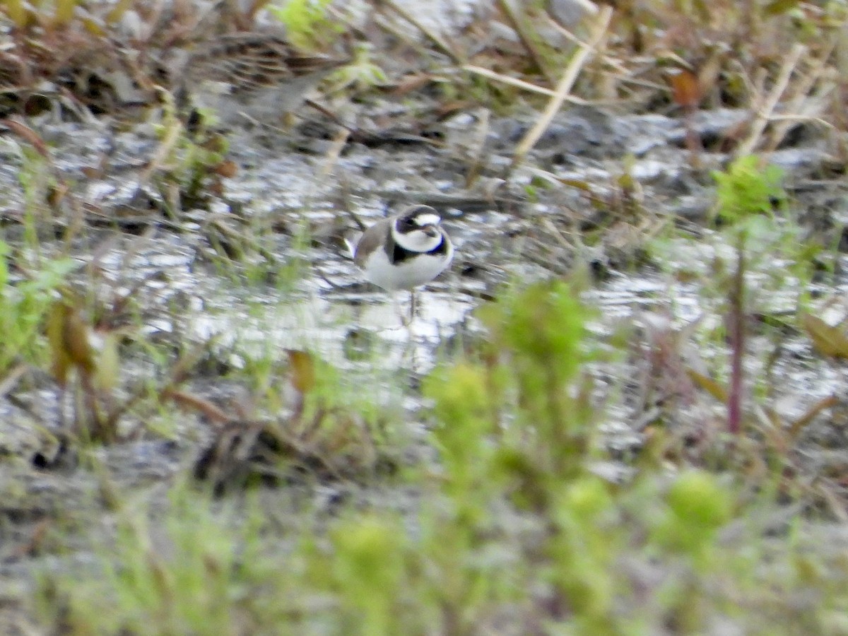 Semipalmated Plover - ML562892481