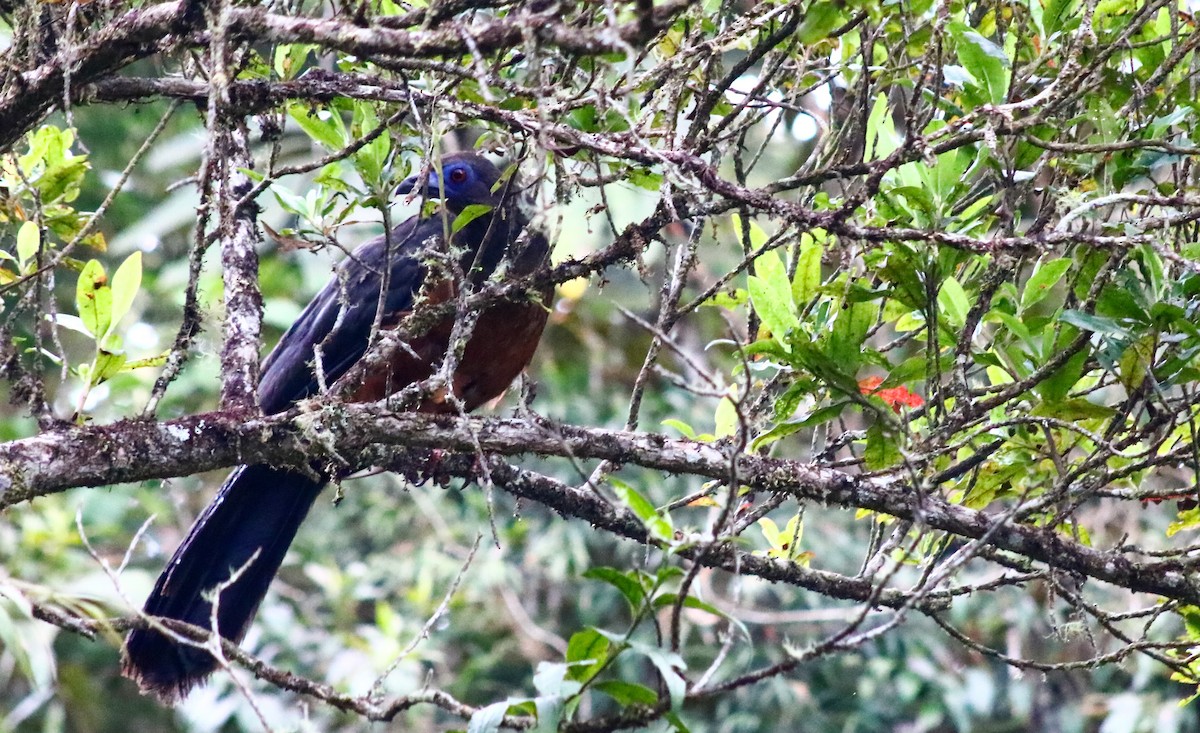 Sickle-winged Guan - ML562892561