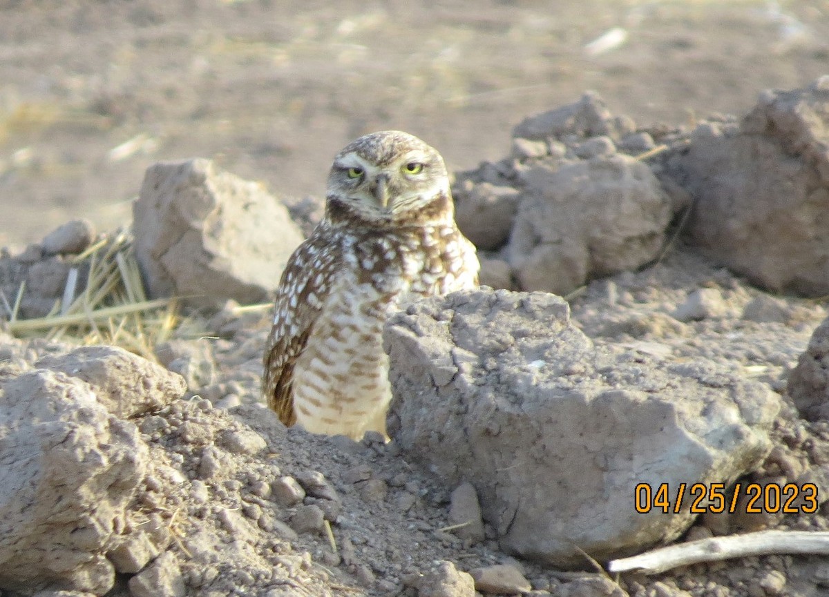 Burrowing Owl - ML562893271