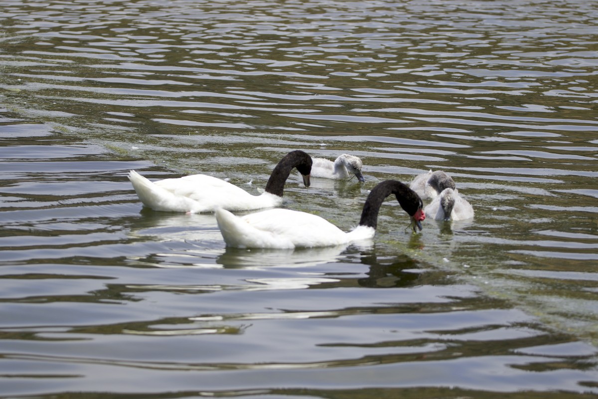 Black-necked Swan - ML562900461