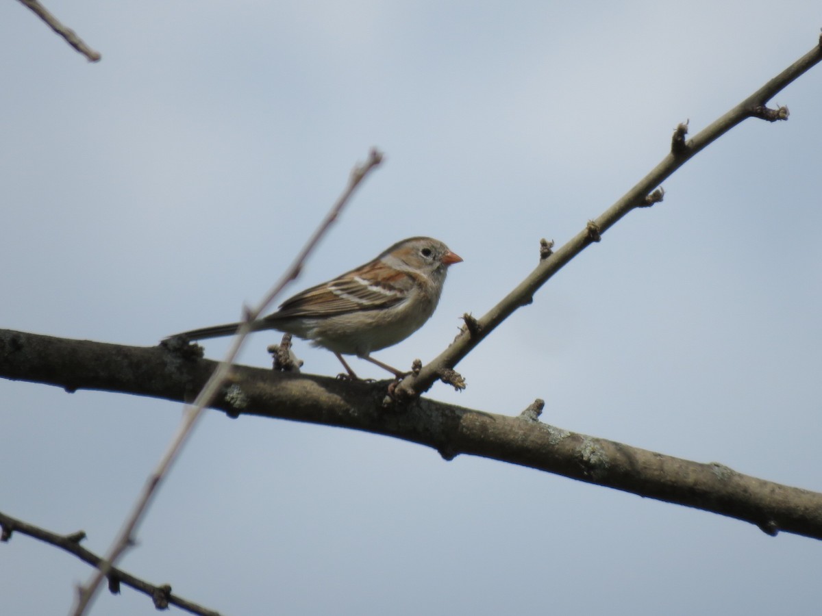 Field Sparrow - ML562901651
