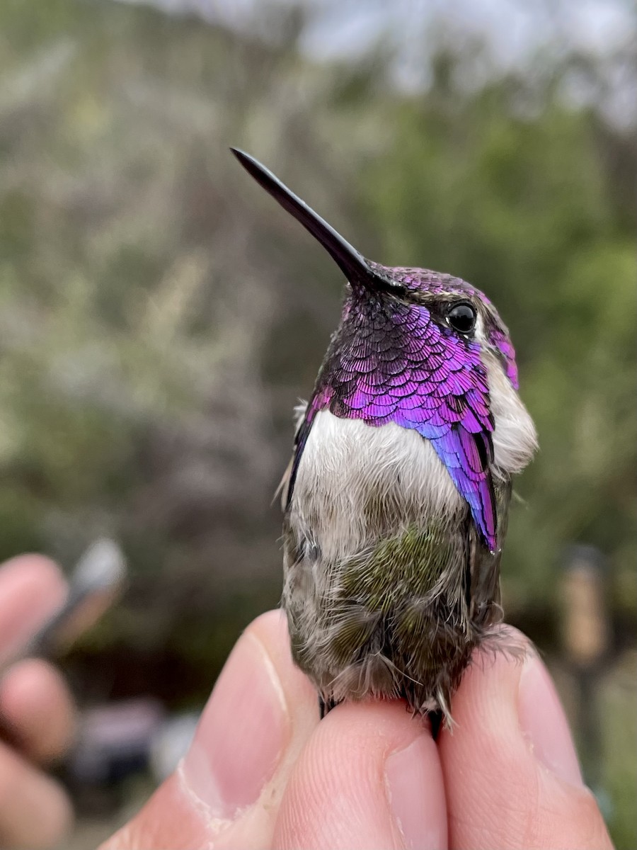 Costa's Hummingbird - ML562904651