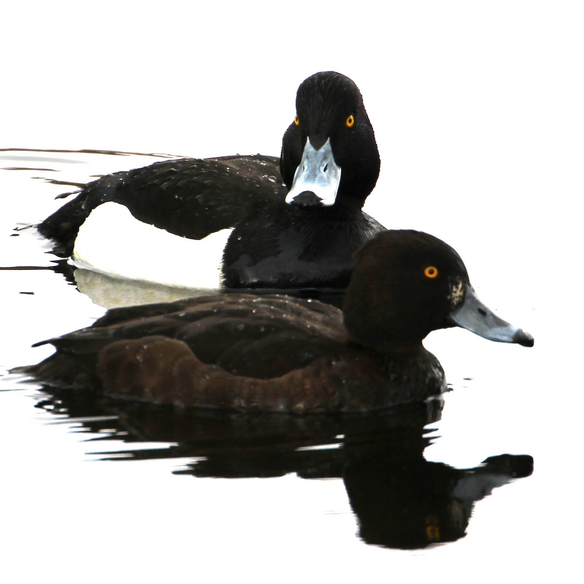 Tufted Duck - ML56290551