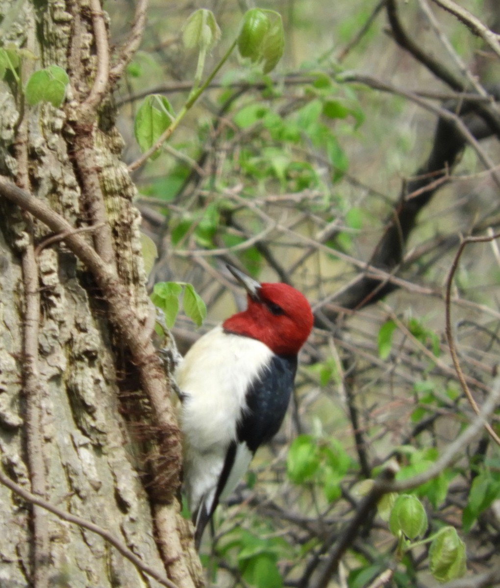 Red-headed Woodpecker - Holly Lynn