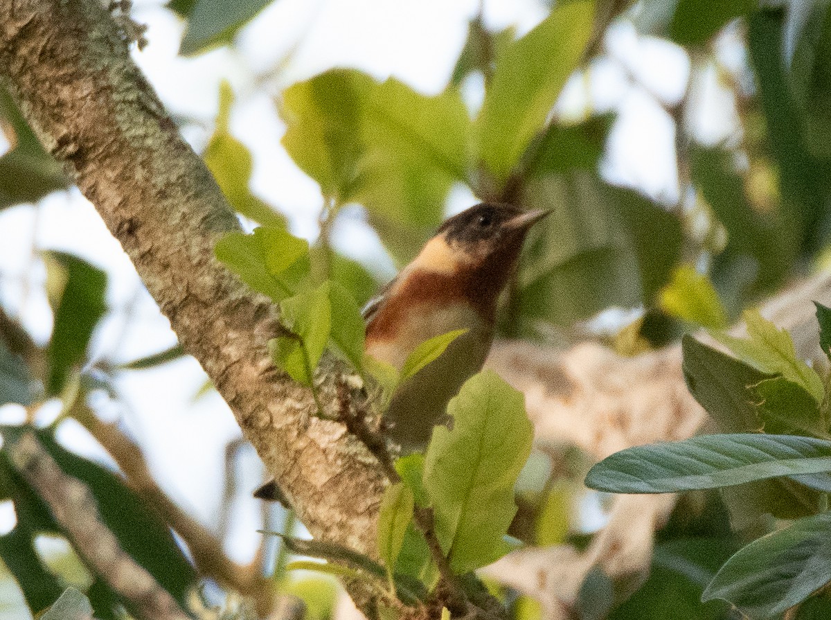 Bay-breasted Warbler - ML562908201