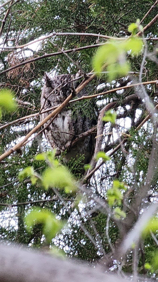 eBird Checklist 25 Apr 2023 1828 130th Street, Diagonal, Iowa, US