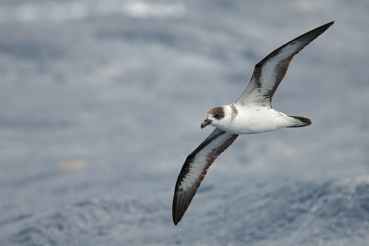 Black-capped Petrel (Dark-faced) - ML562912211