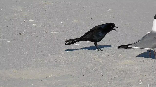 Boat-tailed Grackle - ML562917811