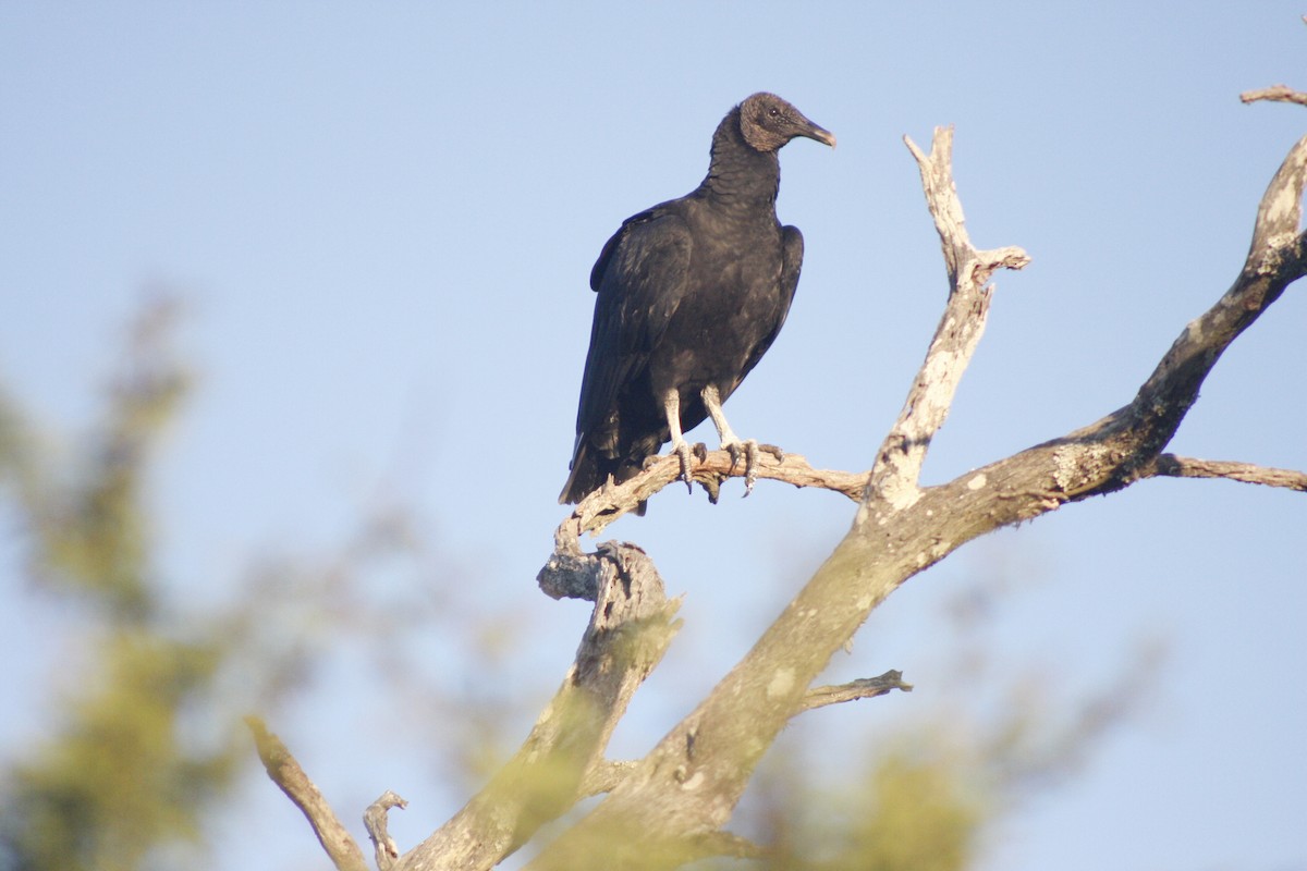 Black Vulture - ML562919001