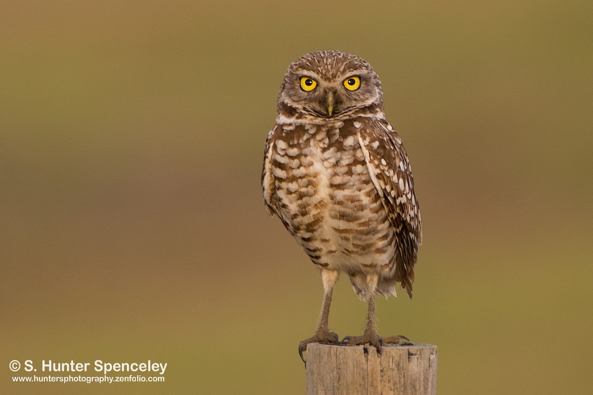 Burrowing Owl (Florida) - S. Hunter Spenceley