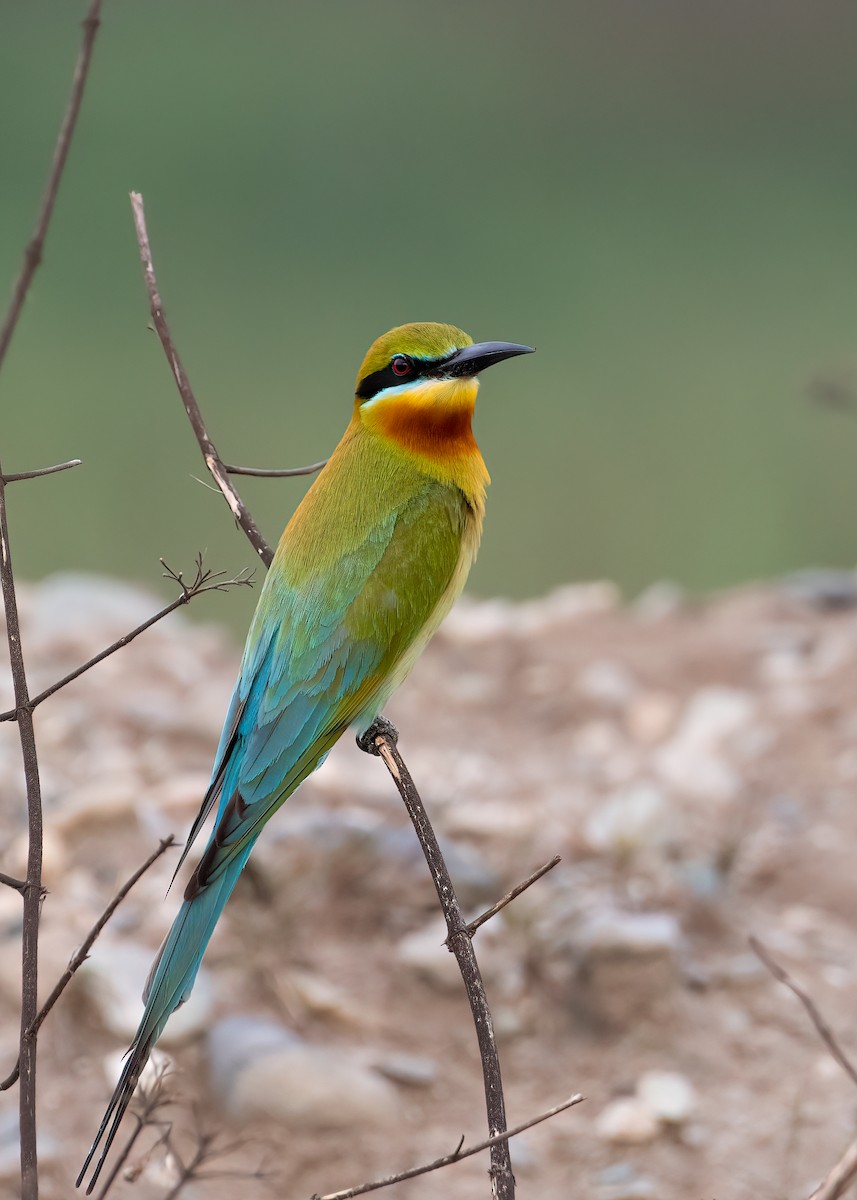 Blue-tailed Bee-eater - ML562923631