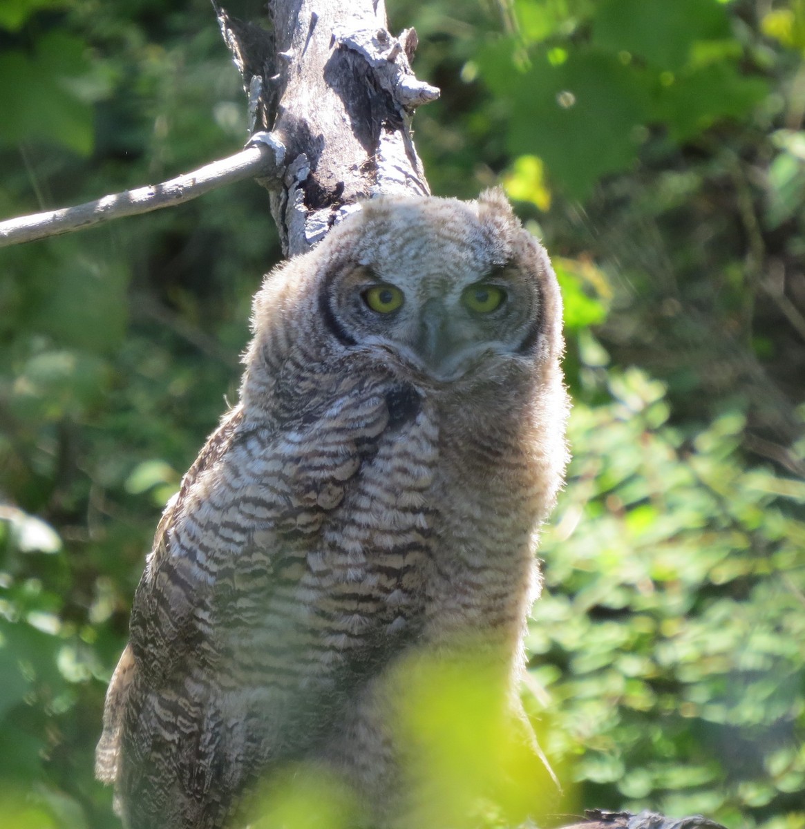 Great Horned Owl - ML56293021
