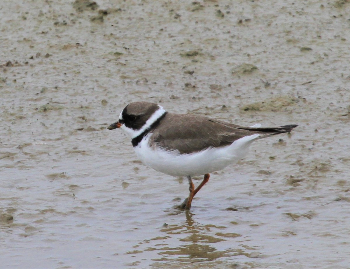Semipalmated Plover - ML562933061