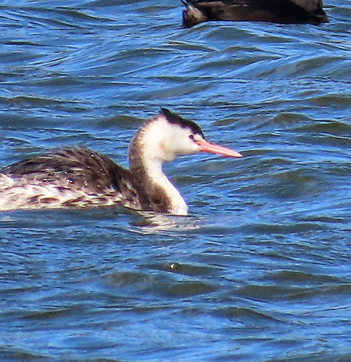 Great Crested Grebe - ML562939501