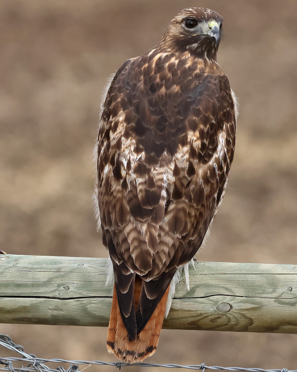 Red-tailed Hawk - ML562940291