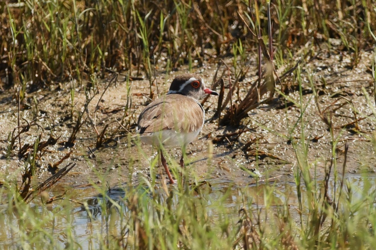 Three-banded Plover - ML562944911
