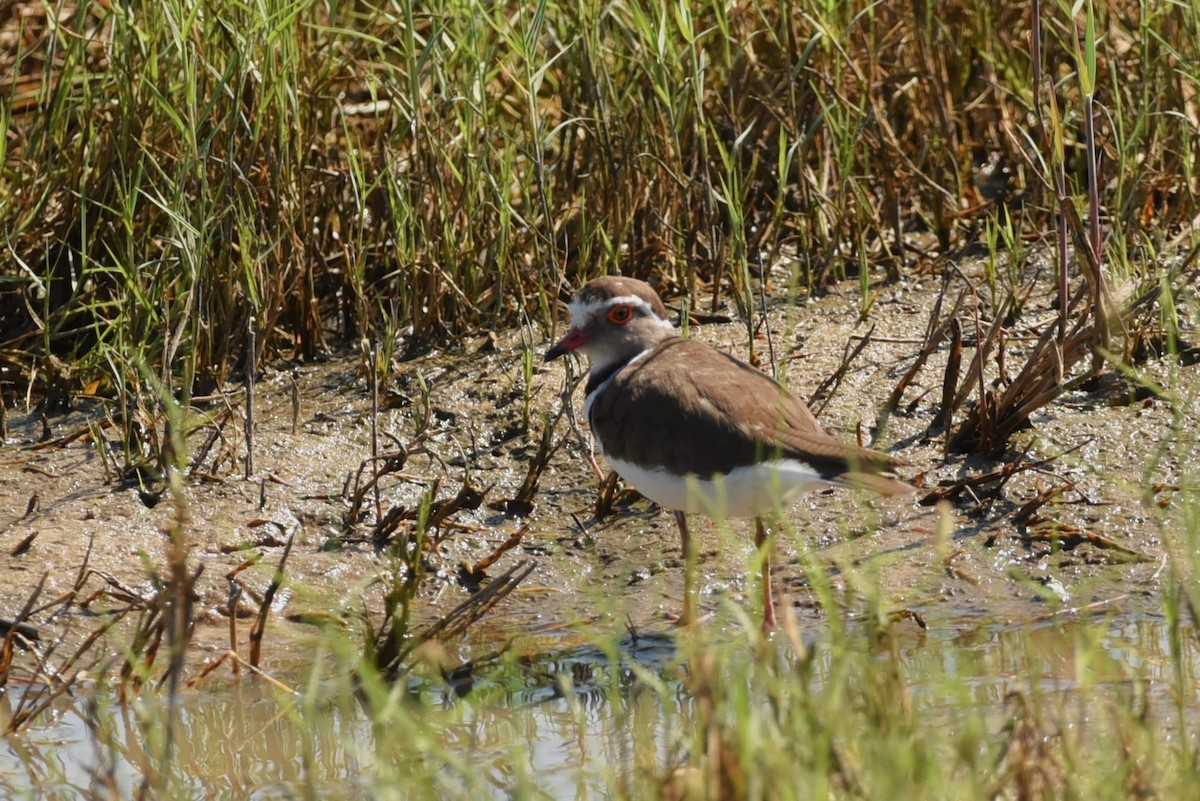 Three-banded Plover - ML562944921