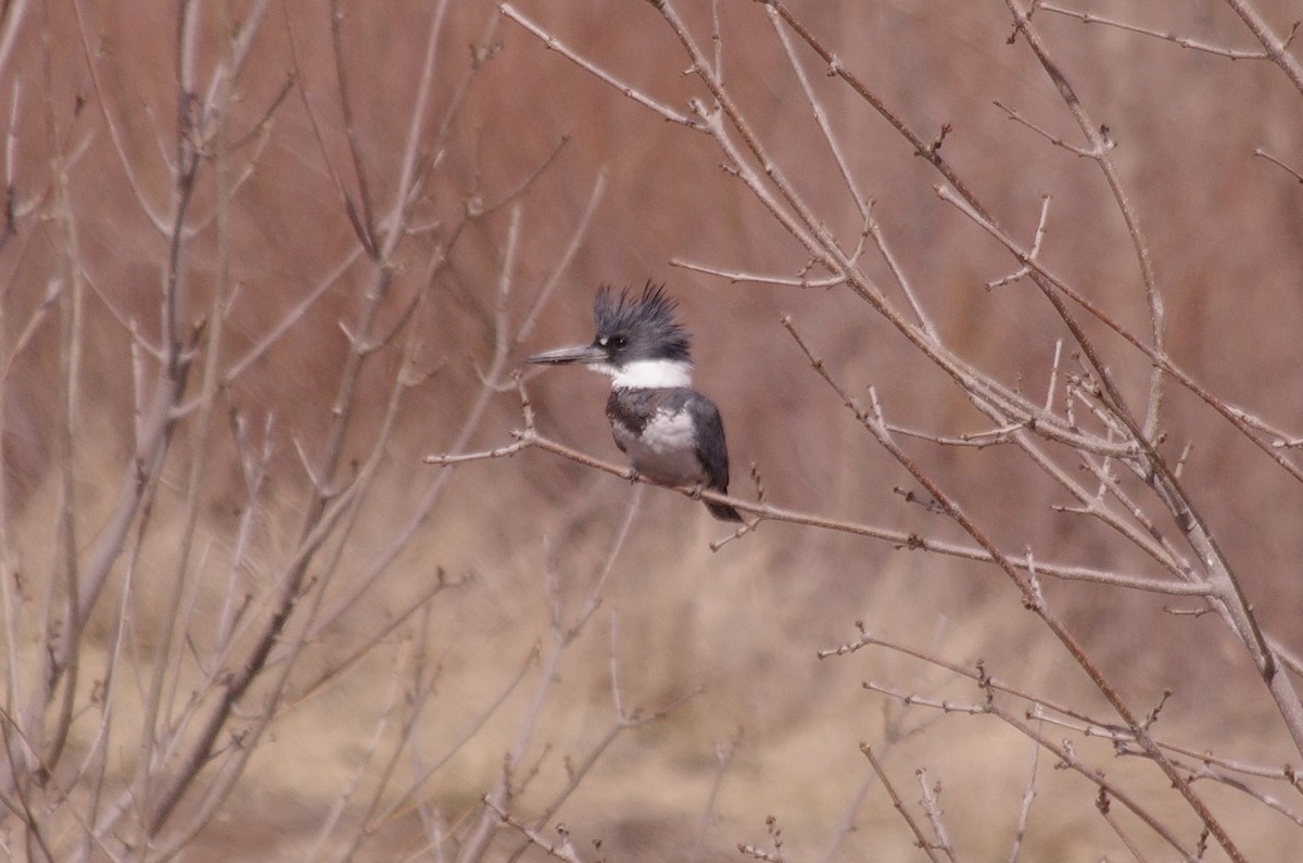 Belted Kingfisher - ML562945891