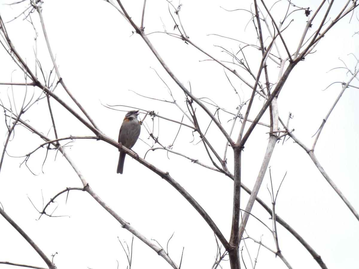 Rufous-collared Sparrow - ML562946951