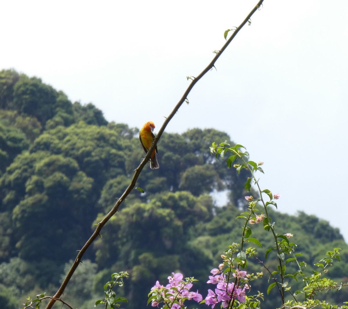 Flame-colored Tanager - ML562947081