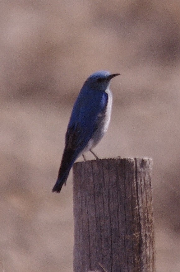 Mountain Bluebird - robert beauchamp