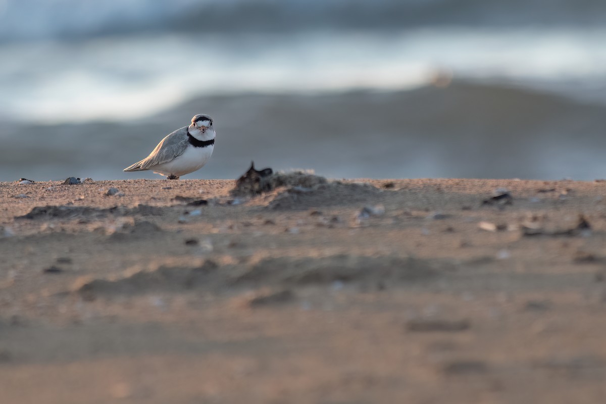 Piping Plover - ML562948611