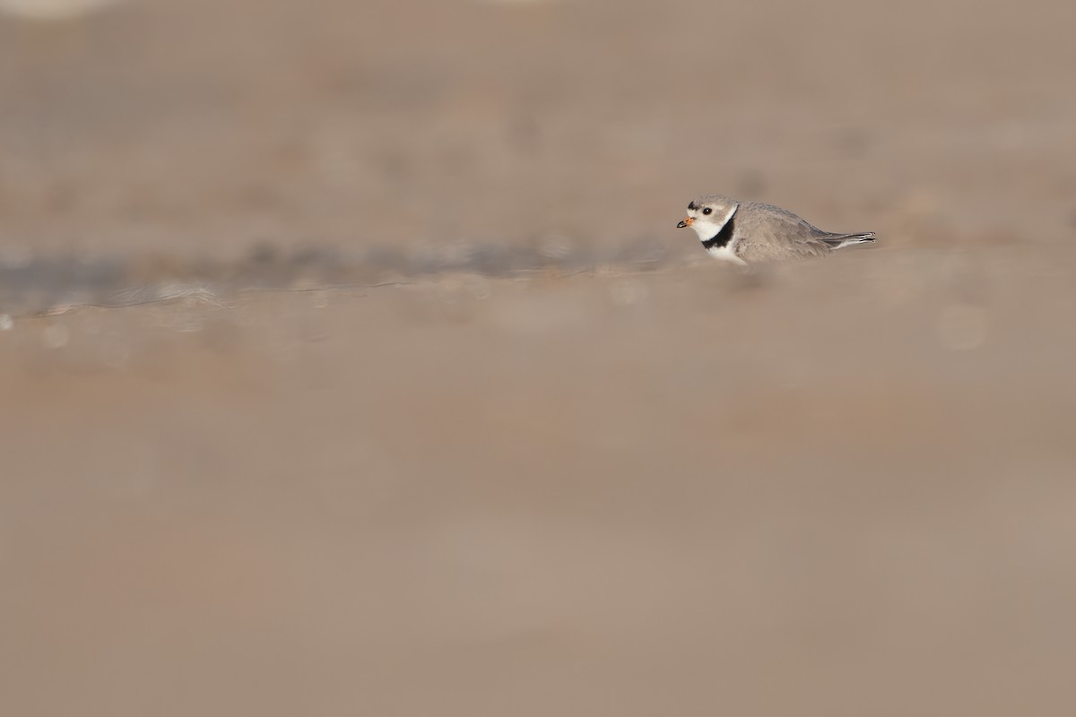 Piping Plover - ML562948621