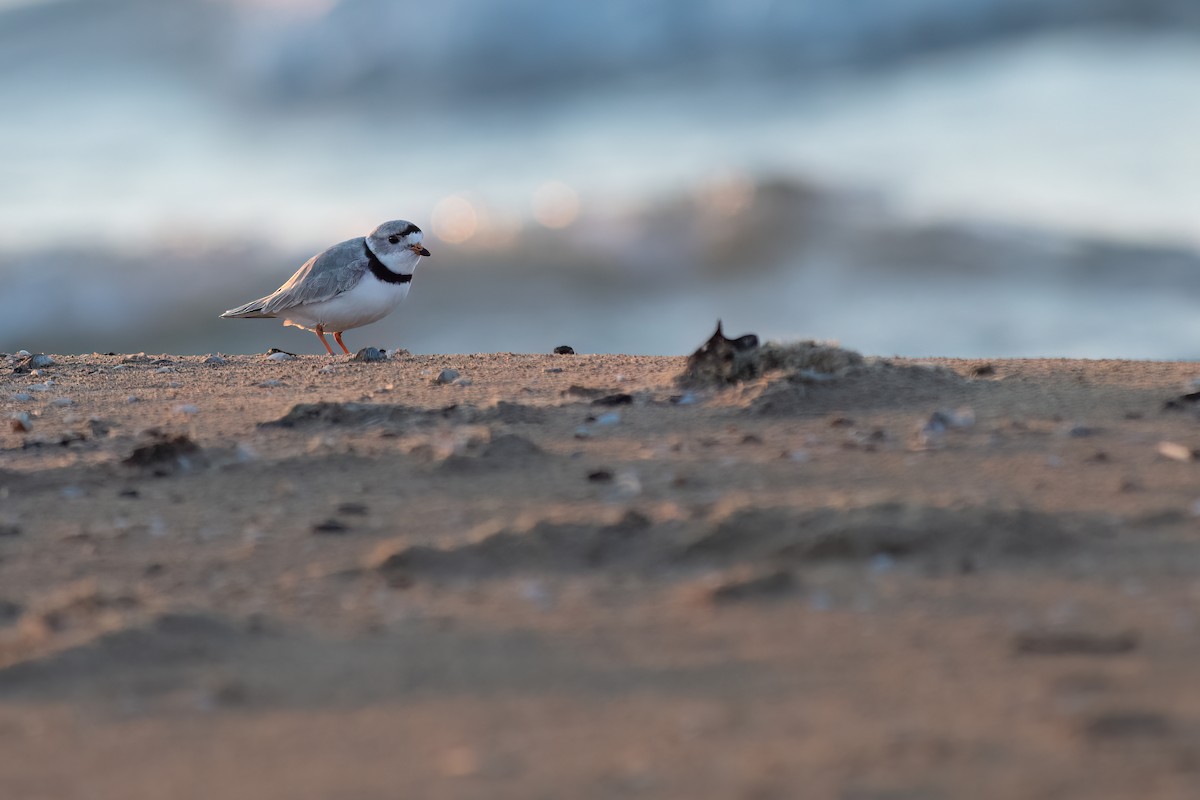 Piping Plover - ML562948631
