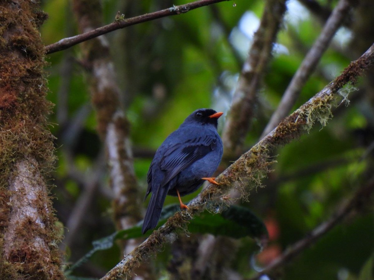 Black-faced Solitaire - ML562949681