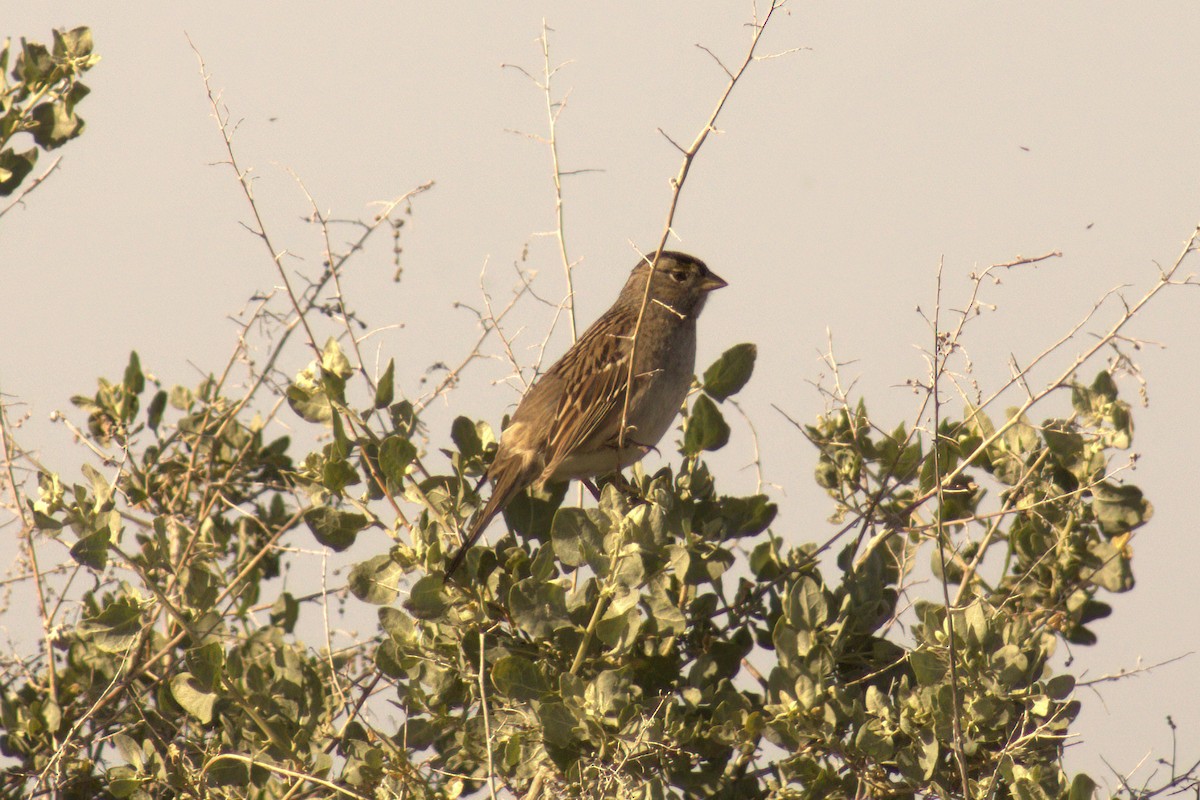 Golden-crowned Sparrow - ML562951241