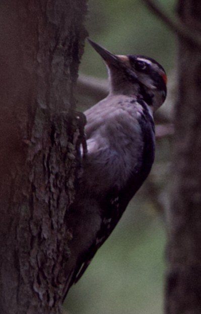 Hairy Woodpecker - ML562952251