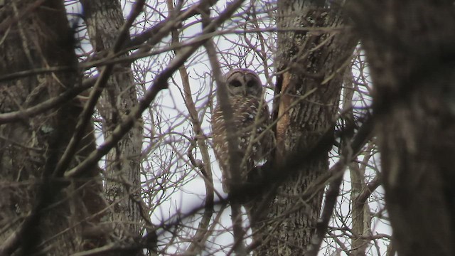 Barred Owl - ML562960821