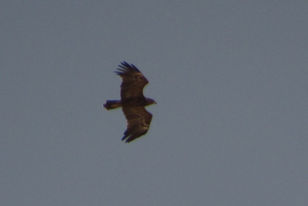 Lesser Spotted Eagle - Paulo Alves