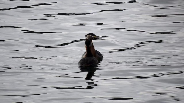 Red-necked Grebe - ML562961901