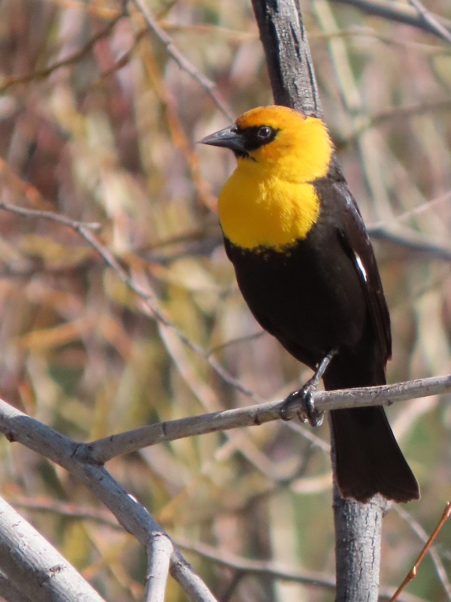 Yellow-headed Blackbird - ML562962361