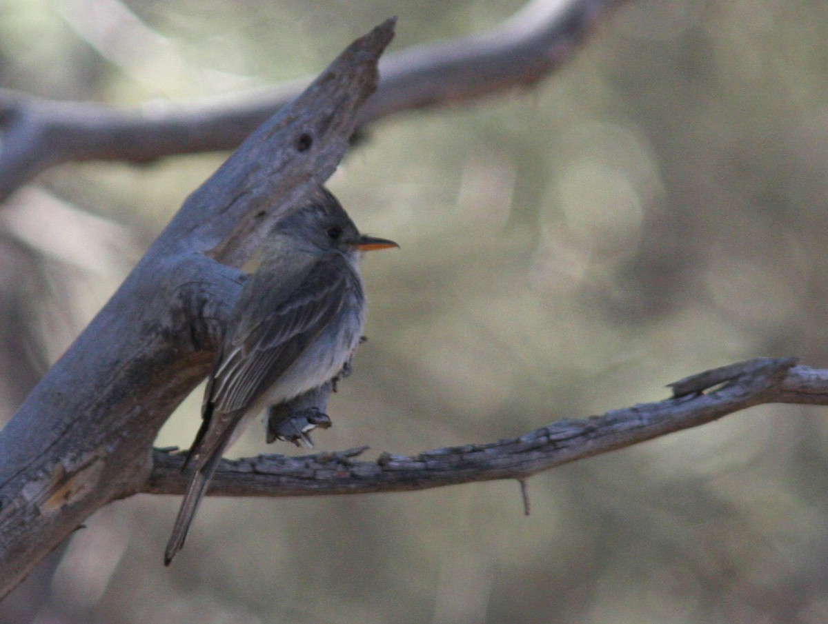Greater Pewee - ML562964301