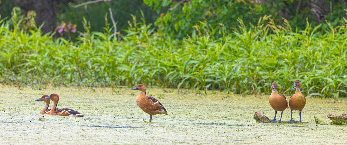 Fulvous Whistling-Duck - ML562965011