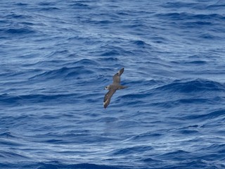 Kermadec Petrel, ML562965421