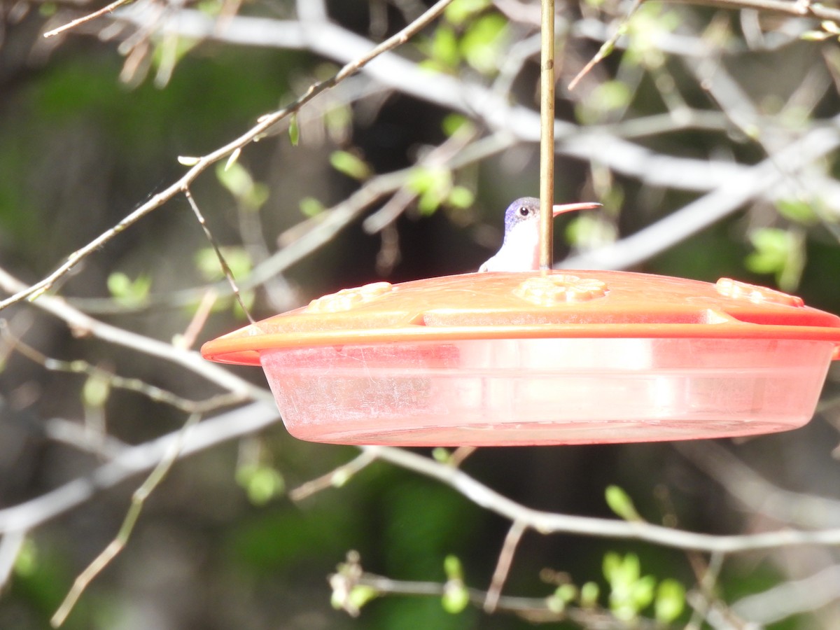 Violet-crowned Hummingbird - ML562965631