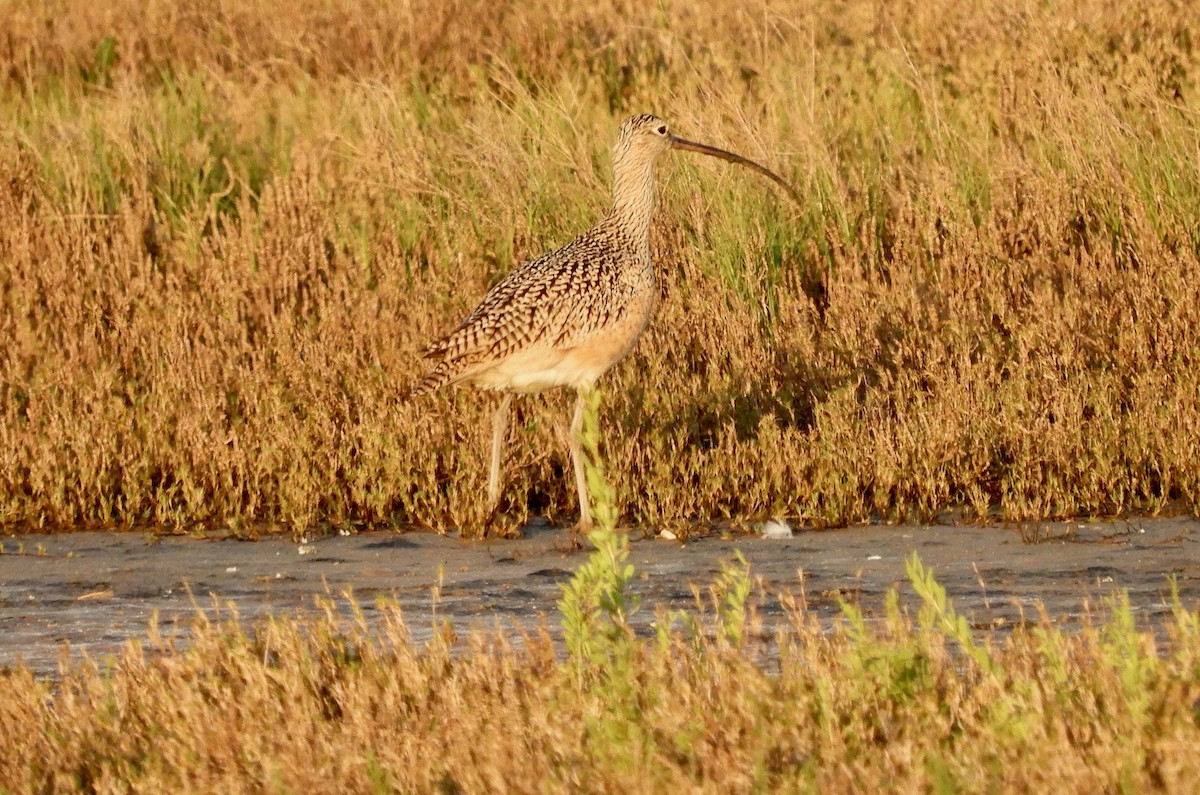 Long-billed Curlew - ML562966361