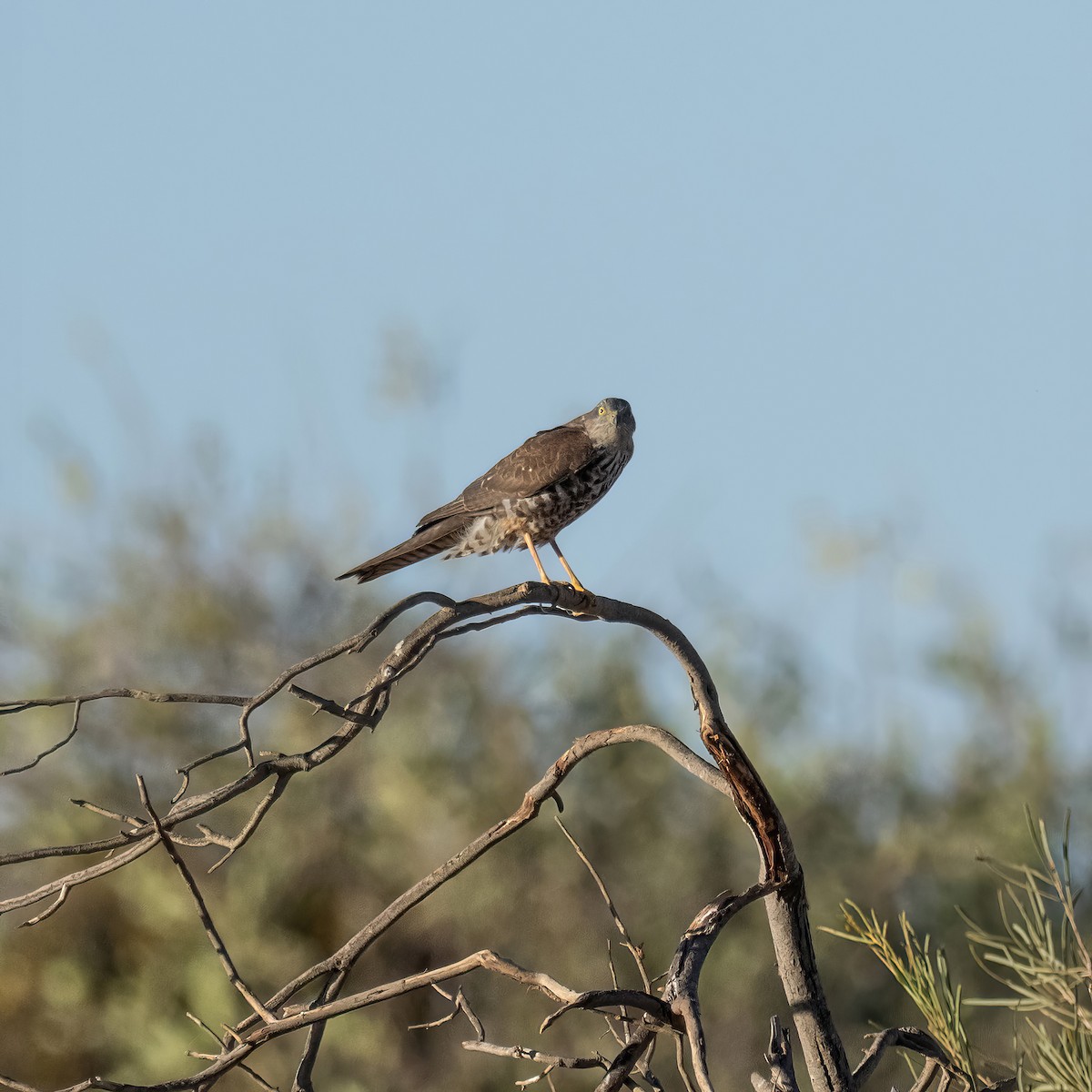 Collared Sparrowhawk - ML562967021