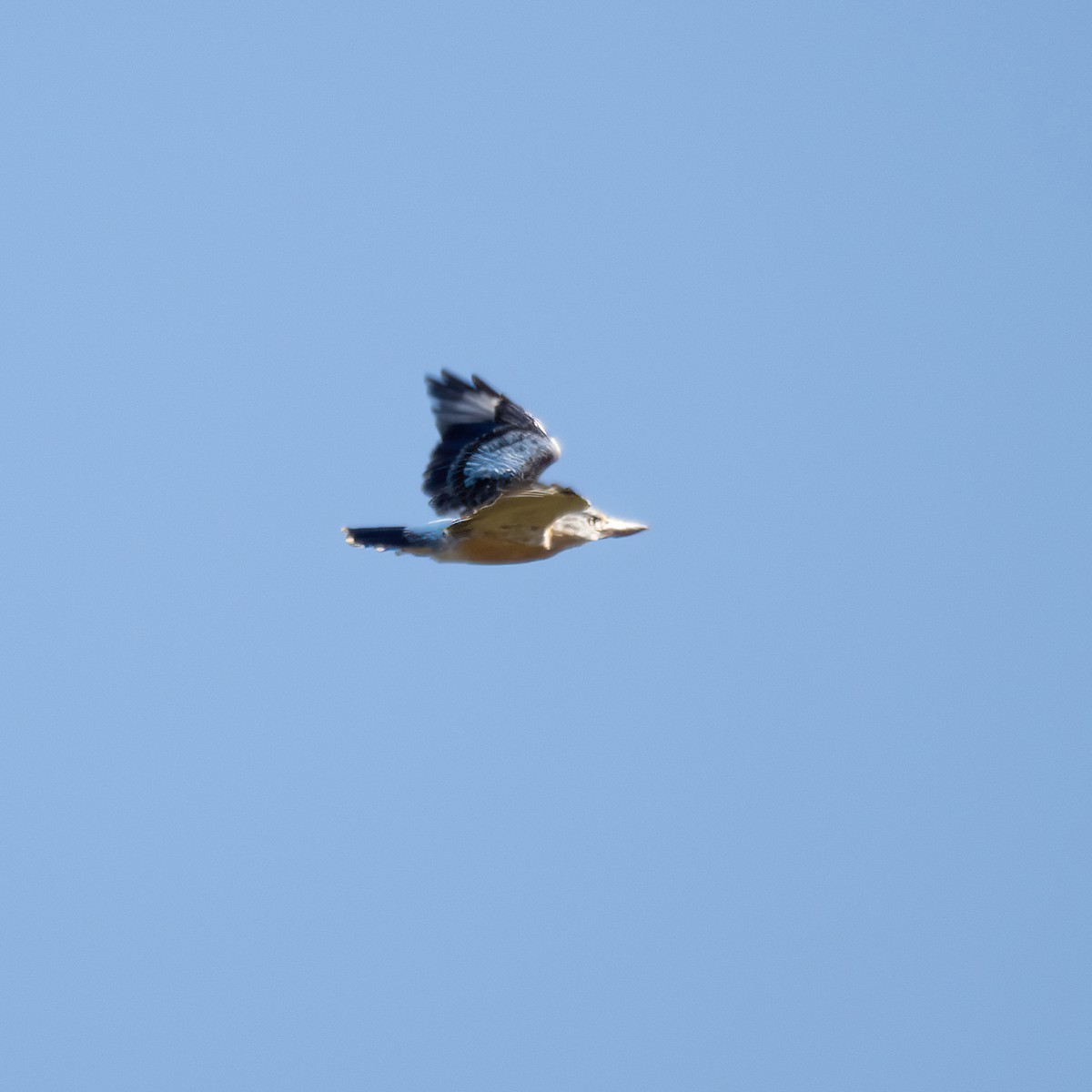 Blue-winged Kookaburra - ML562967061