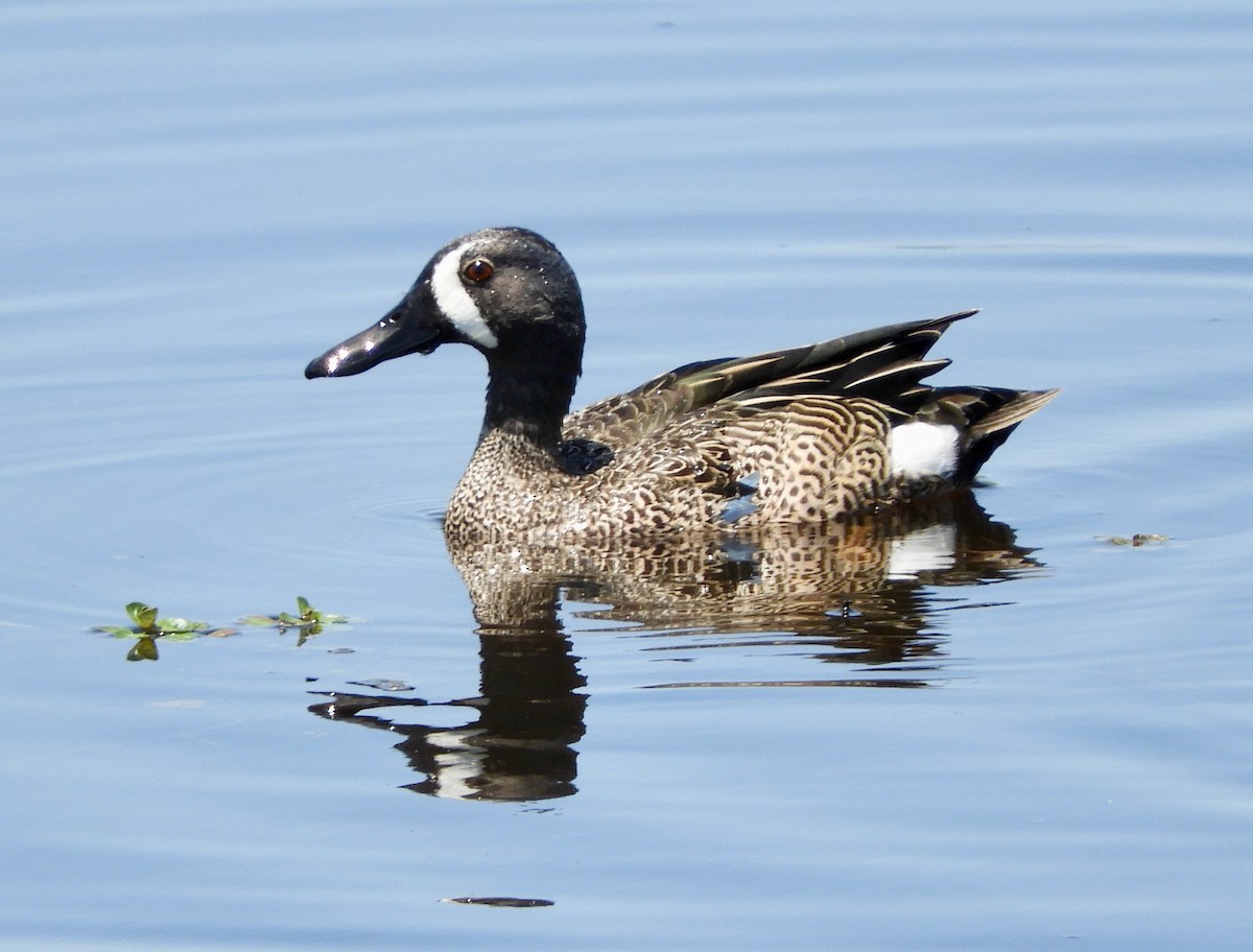 Blue-winged Teal - ML562968891