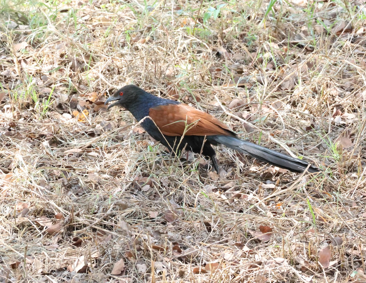 Greater Coucal - ML562969621