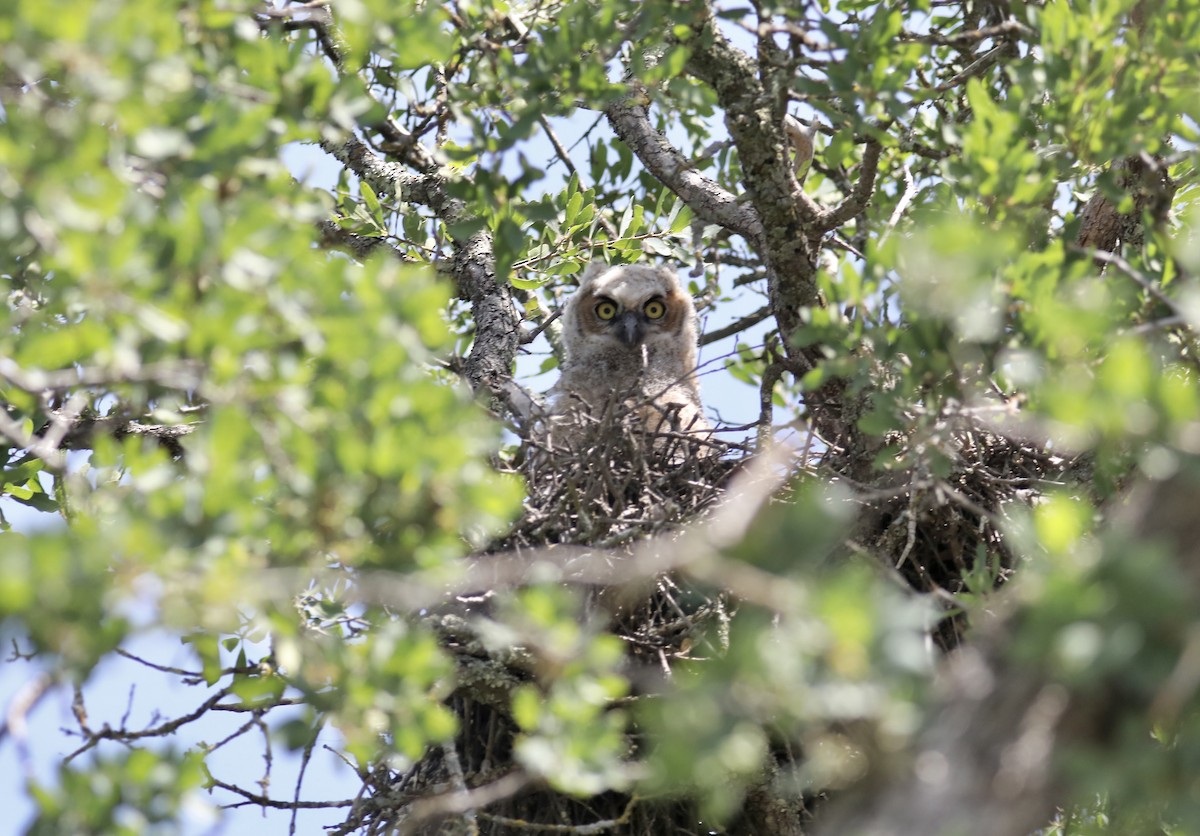 Great Horned Owl - ML562971231