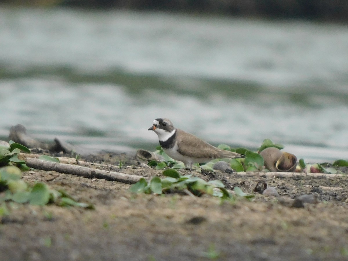 Semipalmated Plover - ML562971891