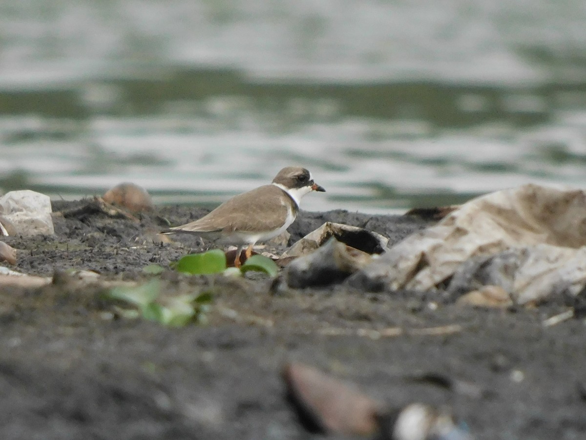 Semipalmated Plover - ML562971901